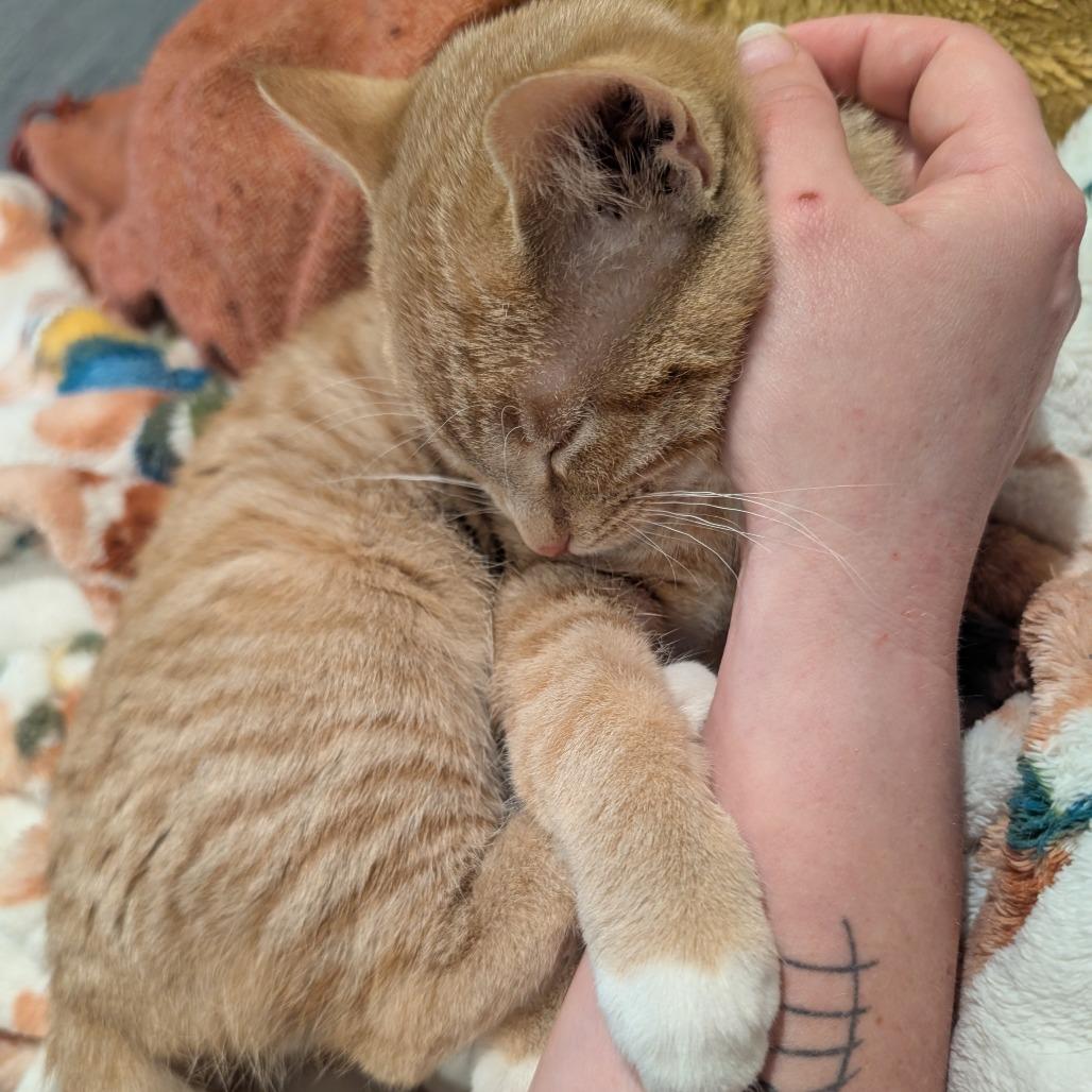 Enlarge Eggo, a Adoptable Domestic Short Hair in Silver Spring , MD image 5/6