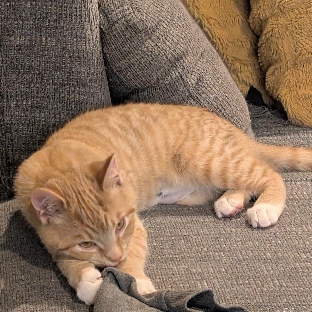 Enlarge Eggo, a Adoptable Domestic Short Hair in Woodstock, VA image 6/6