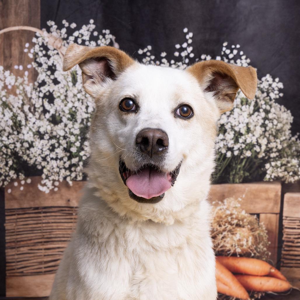 Enlarge Gordon, a Adoptable Australian Shepherd in Franklin, TN image 1/5