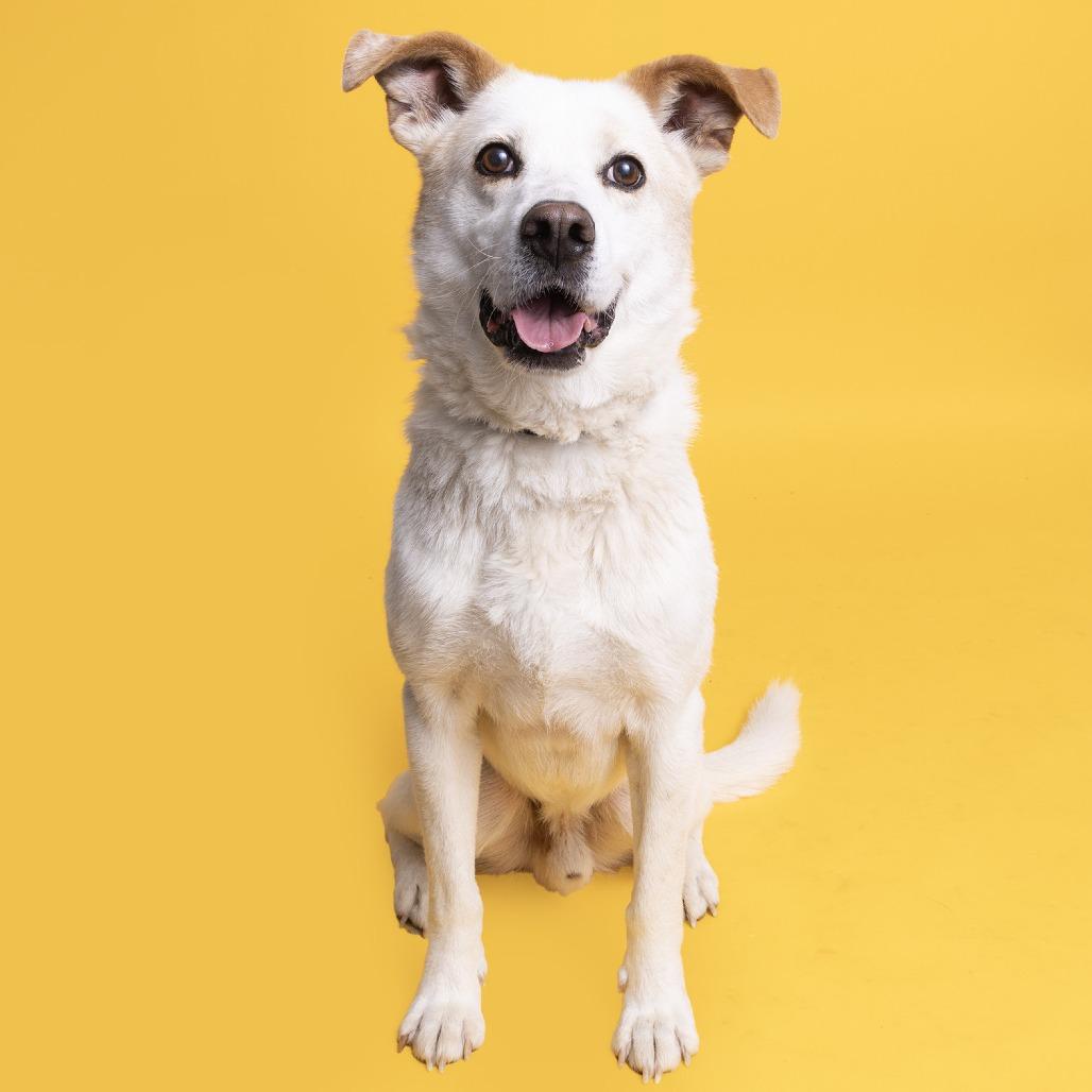 Enlarge Gordon, a Adoptable Australian Shepherd in Franklin, TN image 2/5