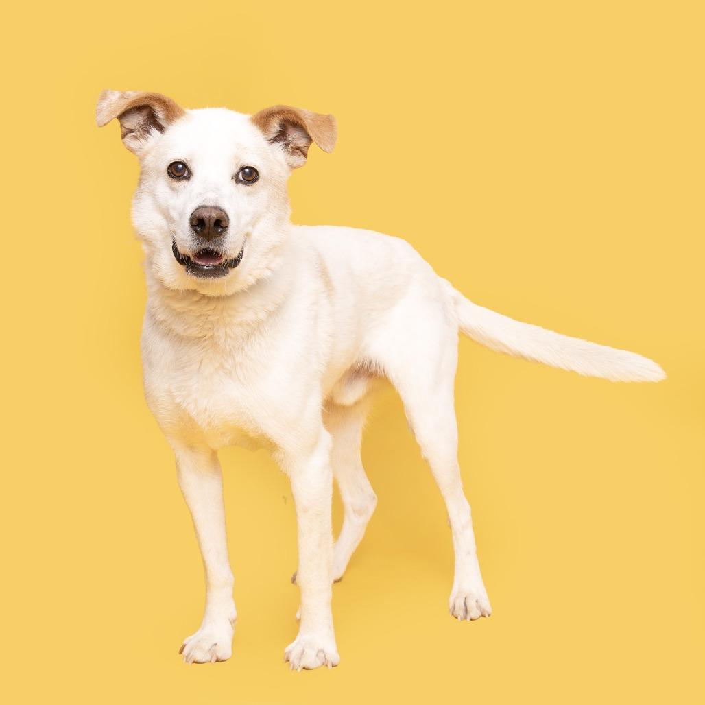 Enlarge Gordon, a Adoptable Australian Shepherd in Franklin, TN image 3/5