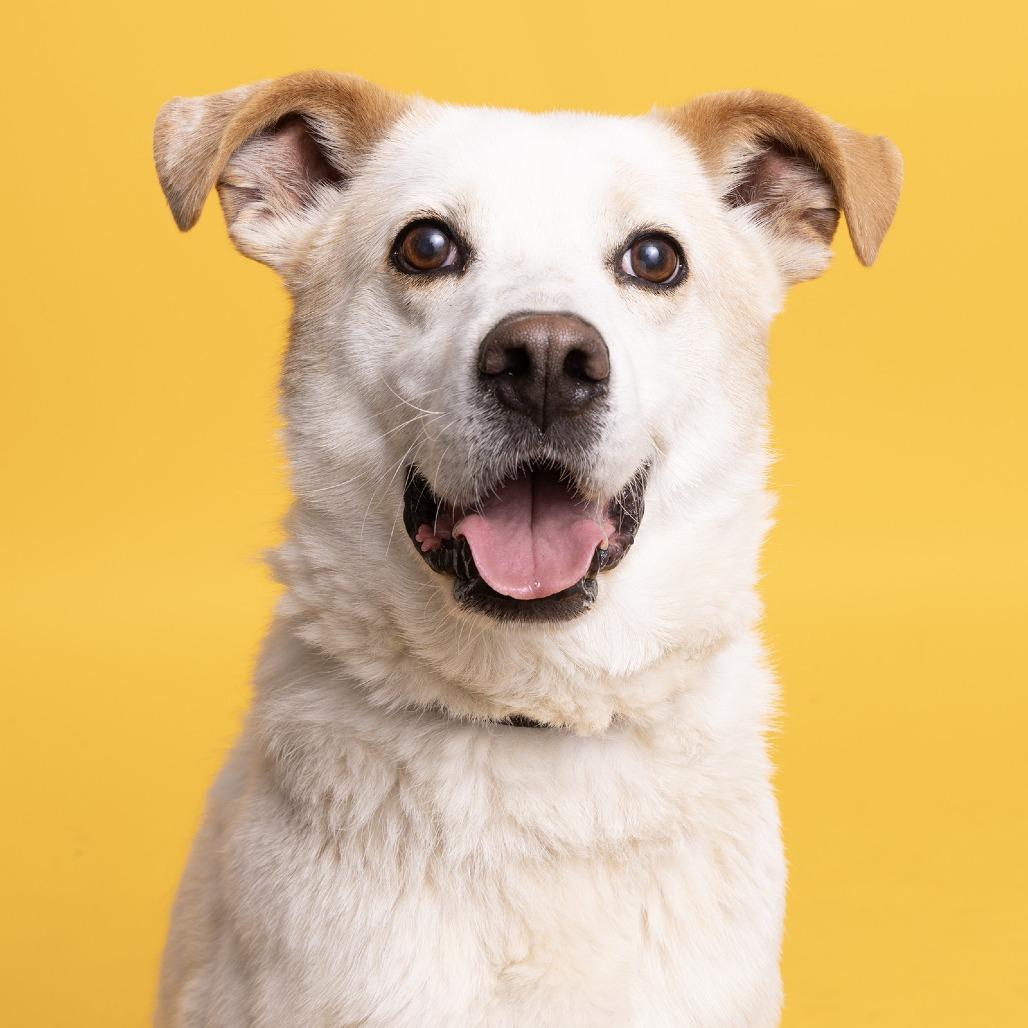Enlarge Gordon, a Adoptable Australian Shepherd in Franklin, TN image 4/5