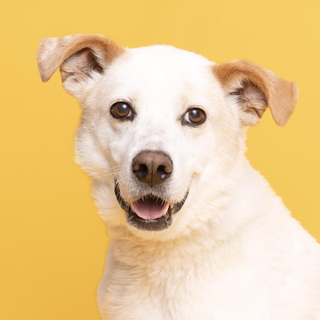 Enlarge Gordon, a Adoptable Australian Shepherd in Franklin, TN image 5/5