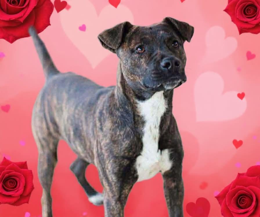 Enlarge Shadow, a ADOPTABLE mixed breed in Elizabethtown, NC image 1/1