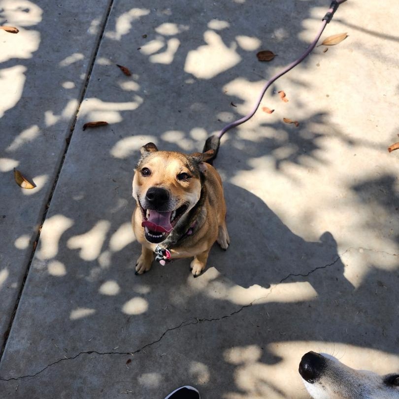 Zoey-ADOPTION PENDING
