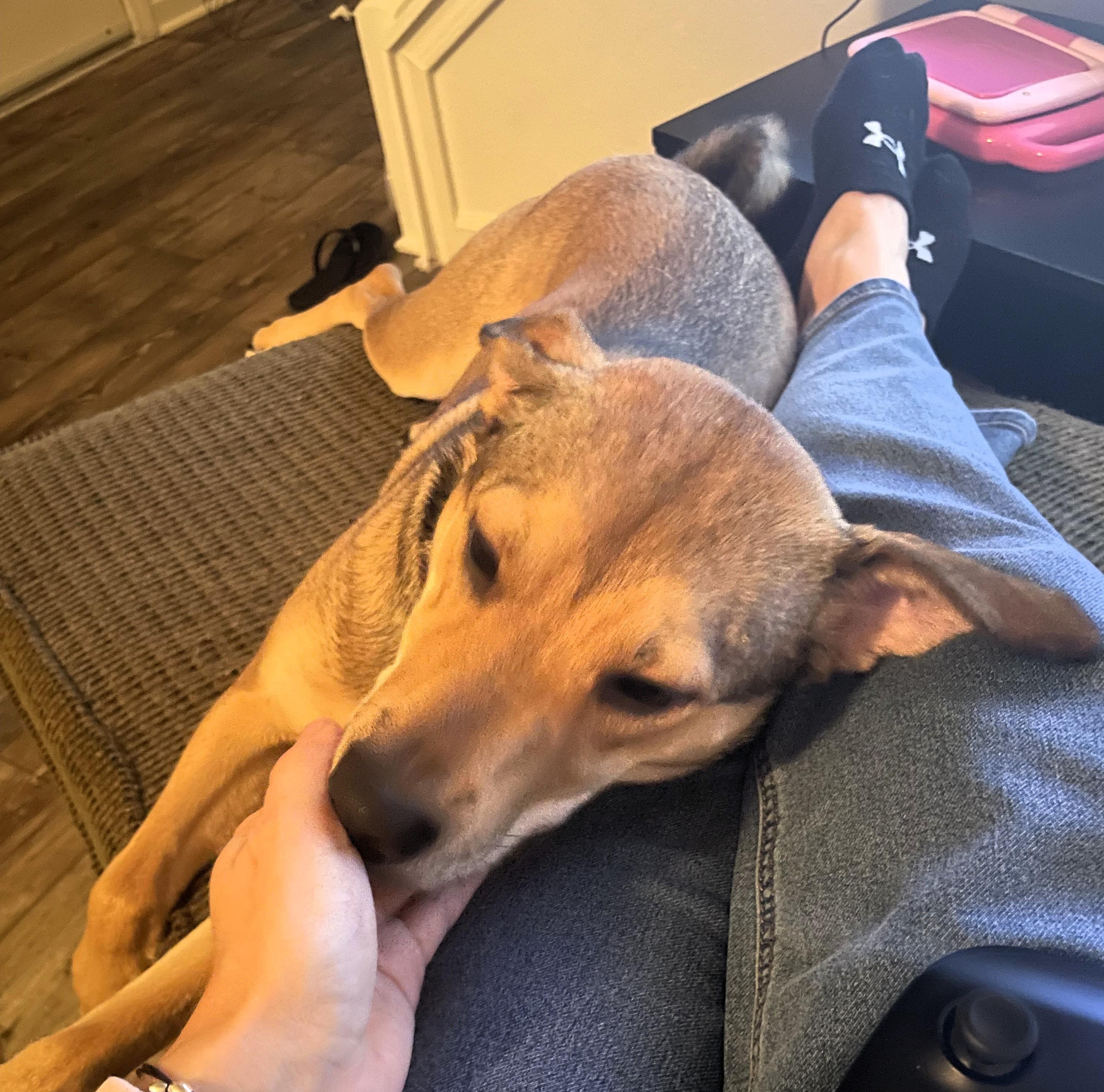 Zoey-ADOPTION PENDING