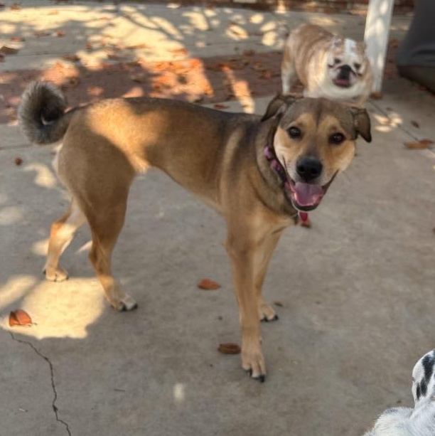 Zoey-ADOPTION PENDING
