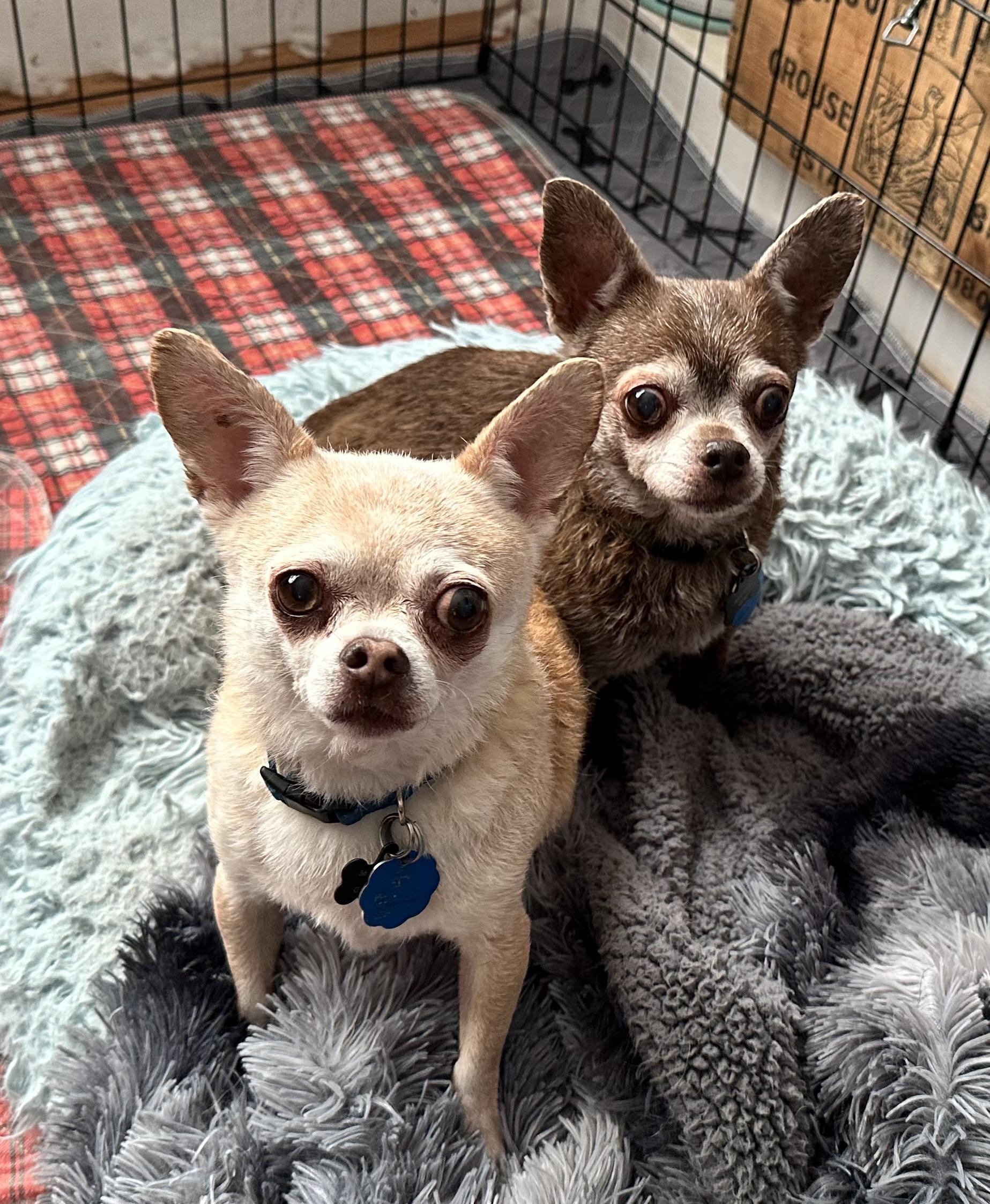 Brownie, Adoptable, Senior Male Chihuahua & Mixed Breed.