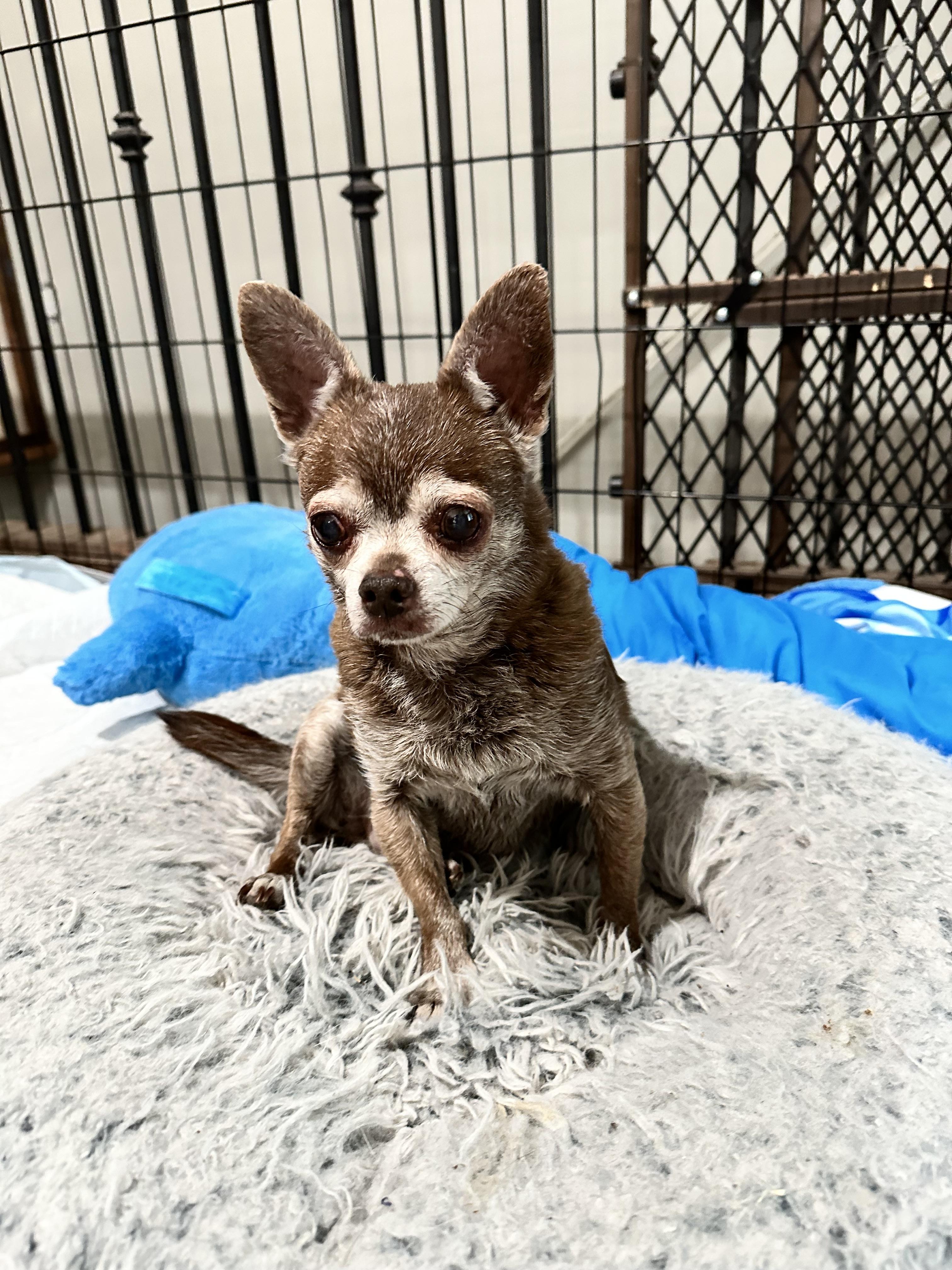 Enlarge Brownie, a Adoptable mixed breed in Windsor, CO image 2/6