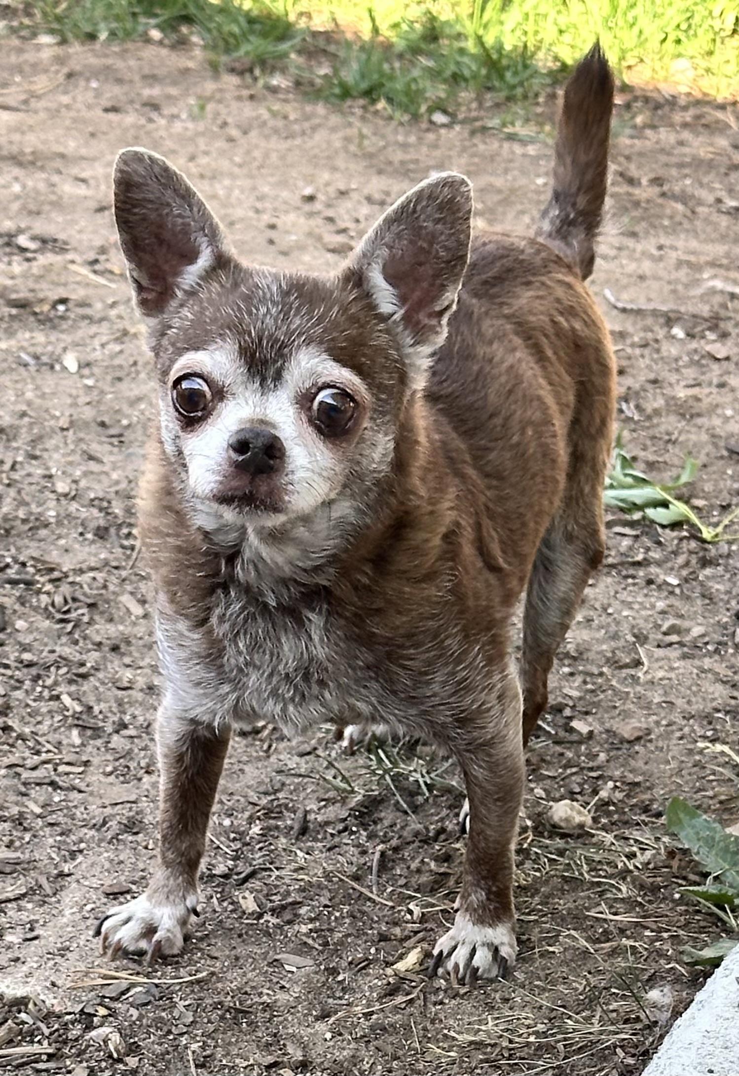 Enlarge Brownie, a Adoptable mixed breed in Windsor, CO image 3/6