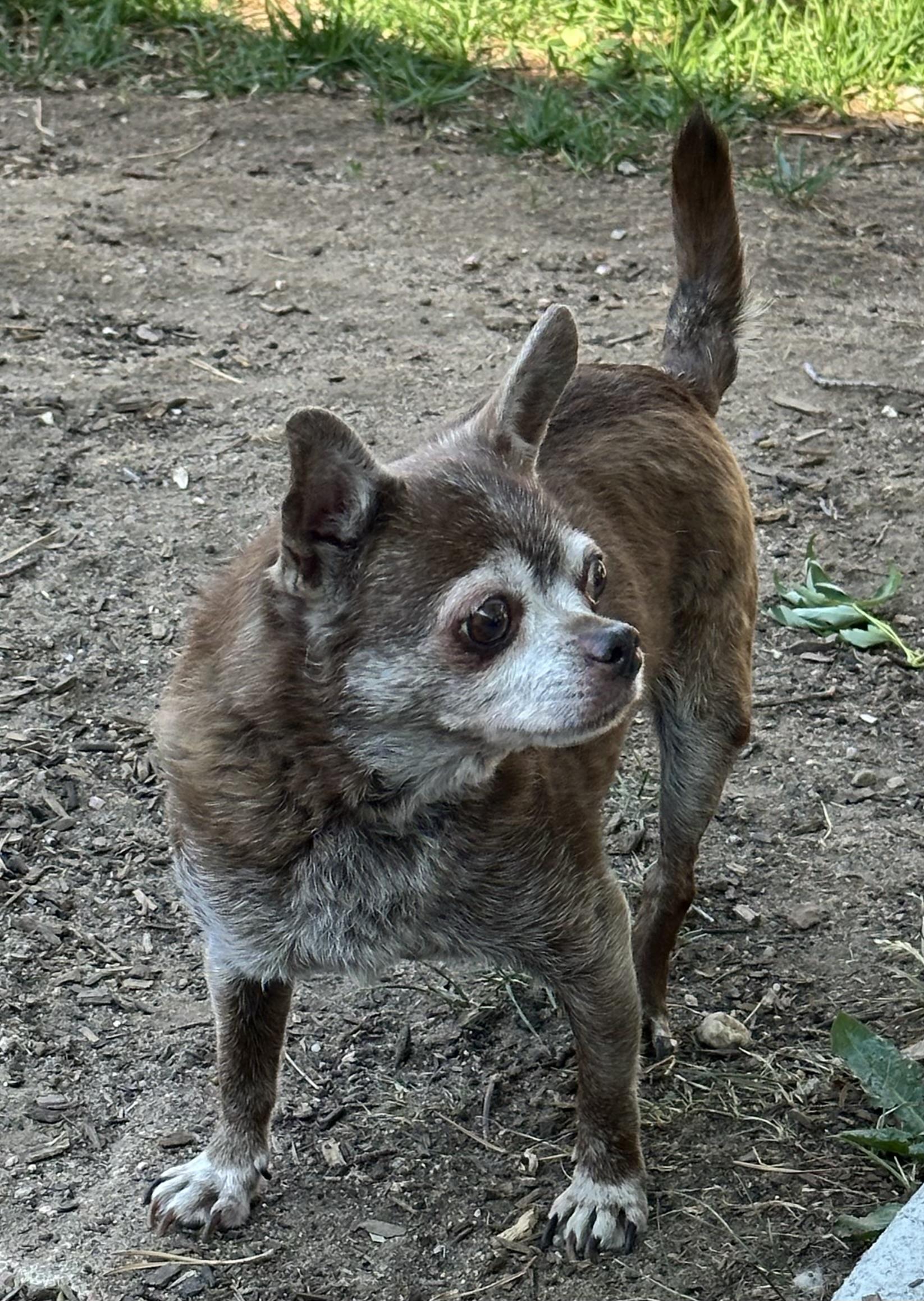 Enlarge Brownie, a Adoptable mixed breed in Windsor, CO image 4/6