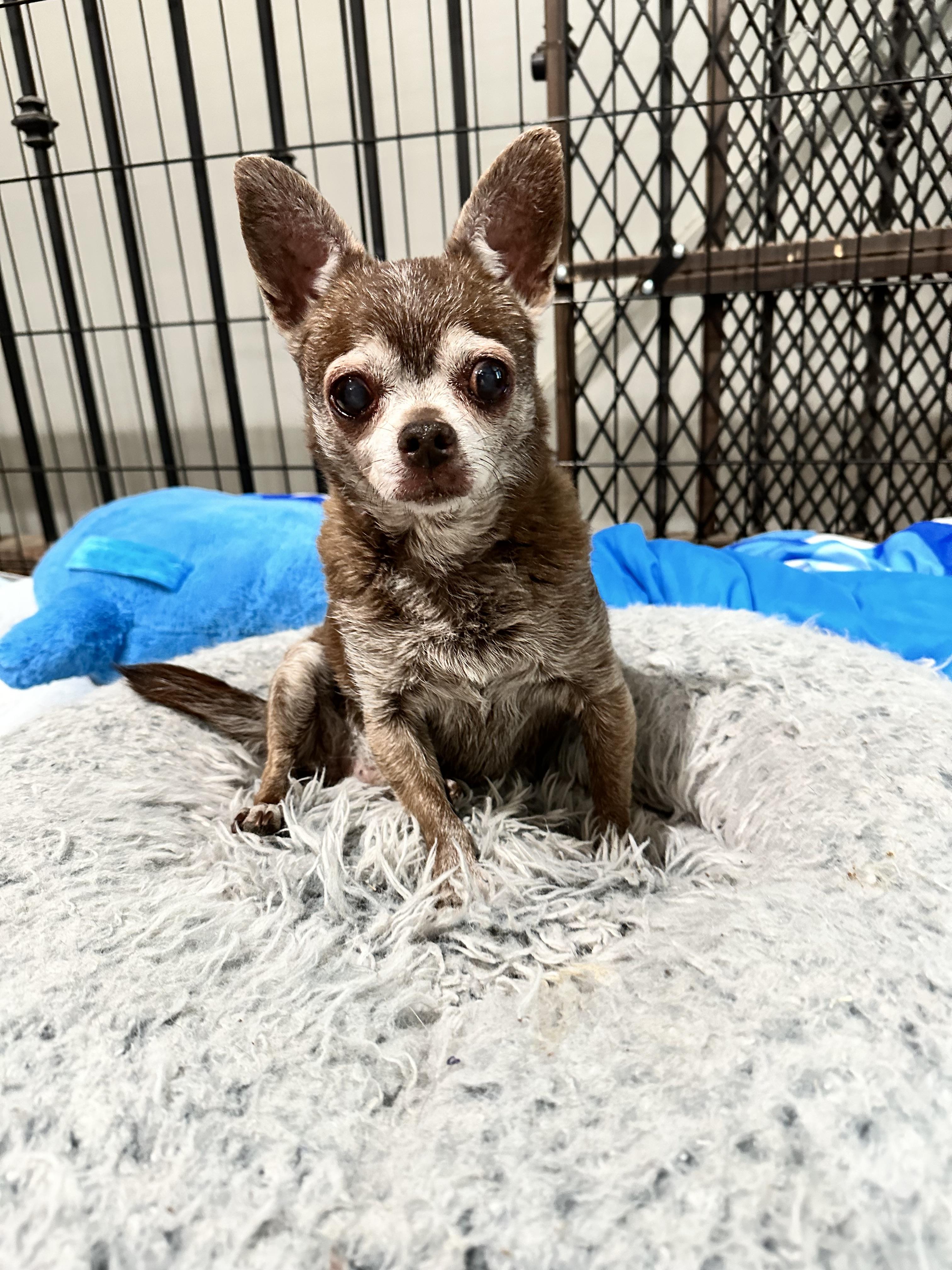 Enlarge Brownie, a Adoptable mixed breed in Windsor, CO image 5/6