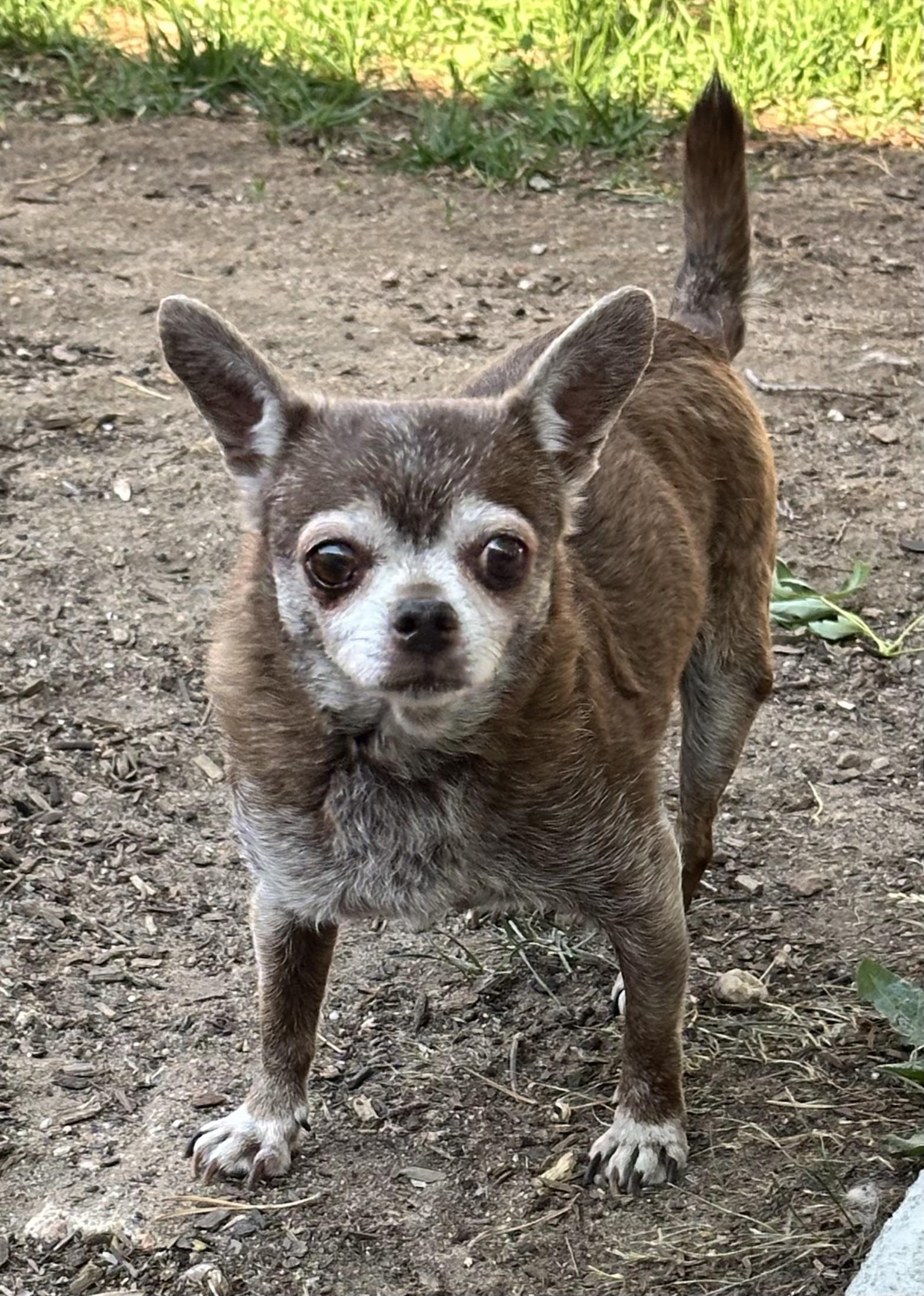 Enlarge Brownie, a Adoptable mixed breed in Windsor, CO image 6/6