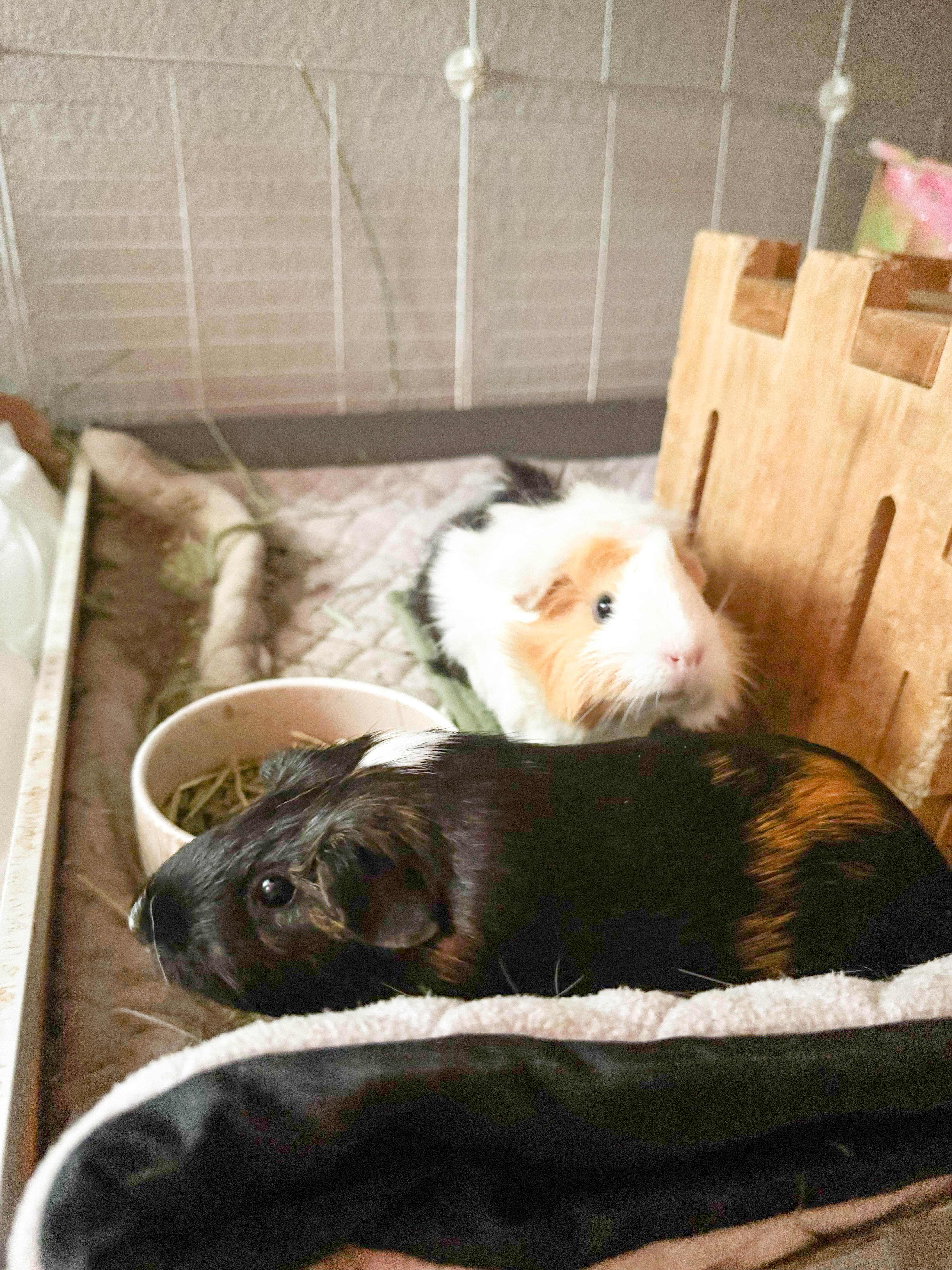 Nibble, Nutmeg & Salem, ADOPTABLE, Adult Female Guinea Pig.