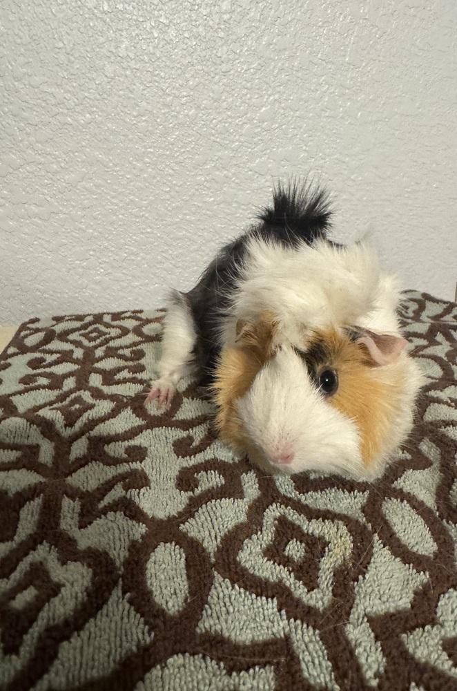 Enlarge Nibble, Nutmeg & Salem, a ADOPTABLE Guinea Pig in Austin, TX image 4/4
