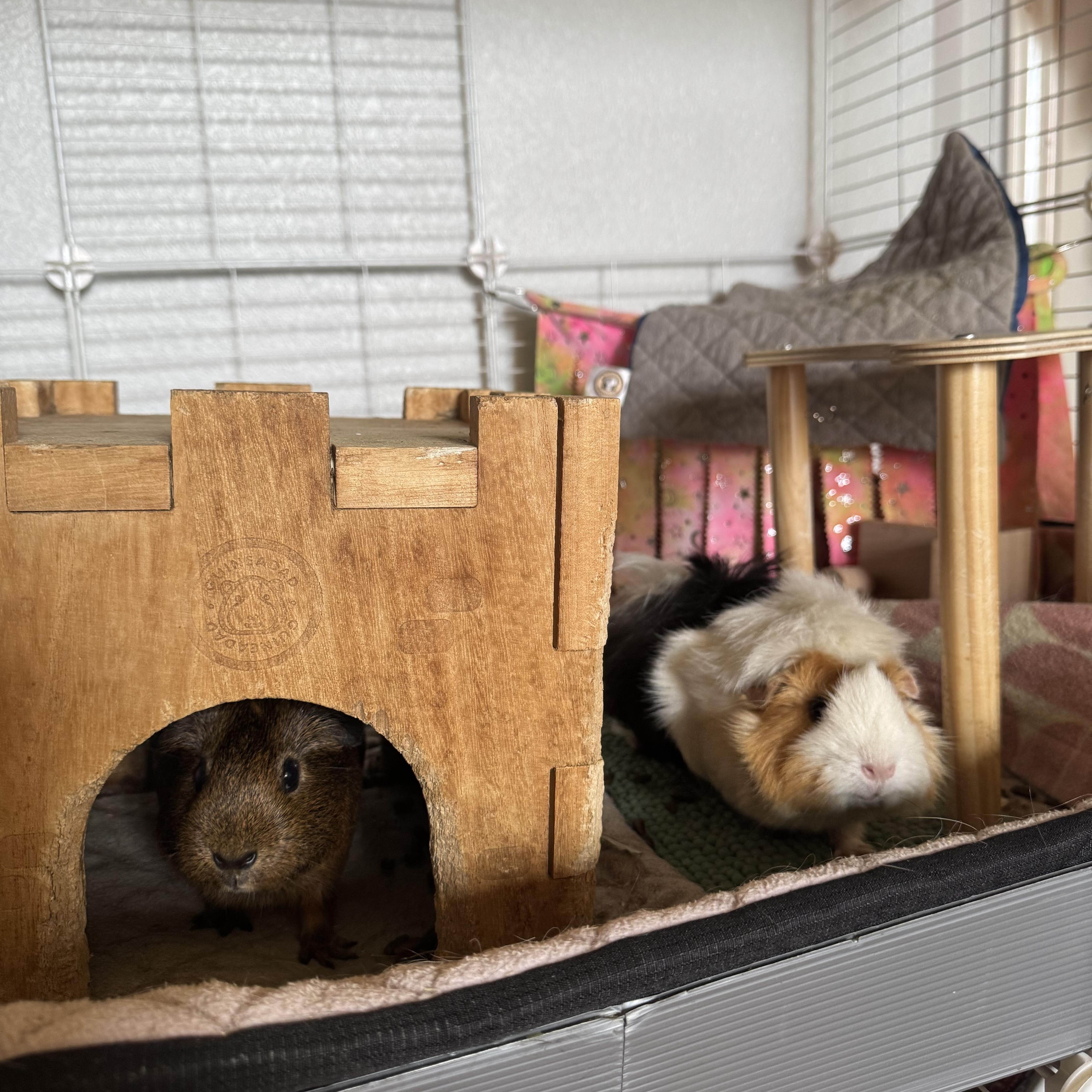 Nibble, Nutmeg & Salem, a ADOPTABLE Guinea Pig in Austin, TX image 4/6