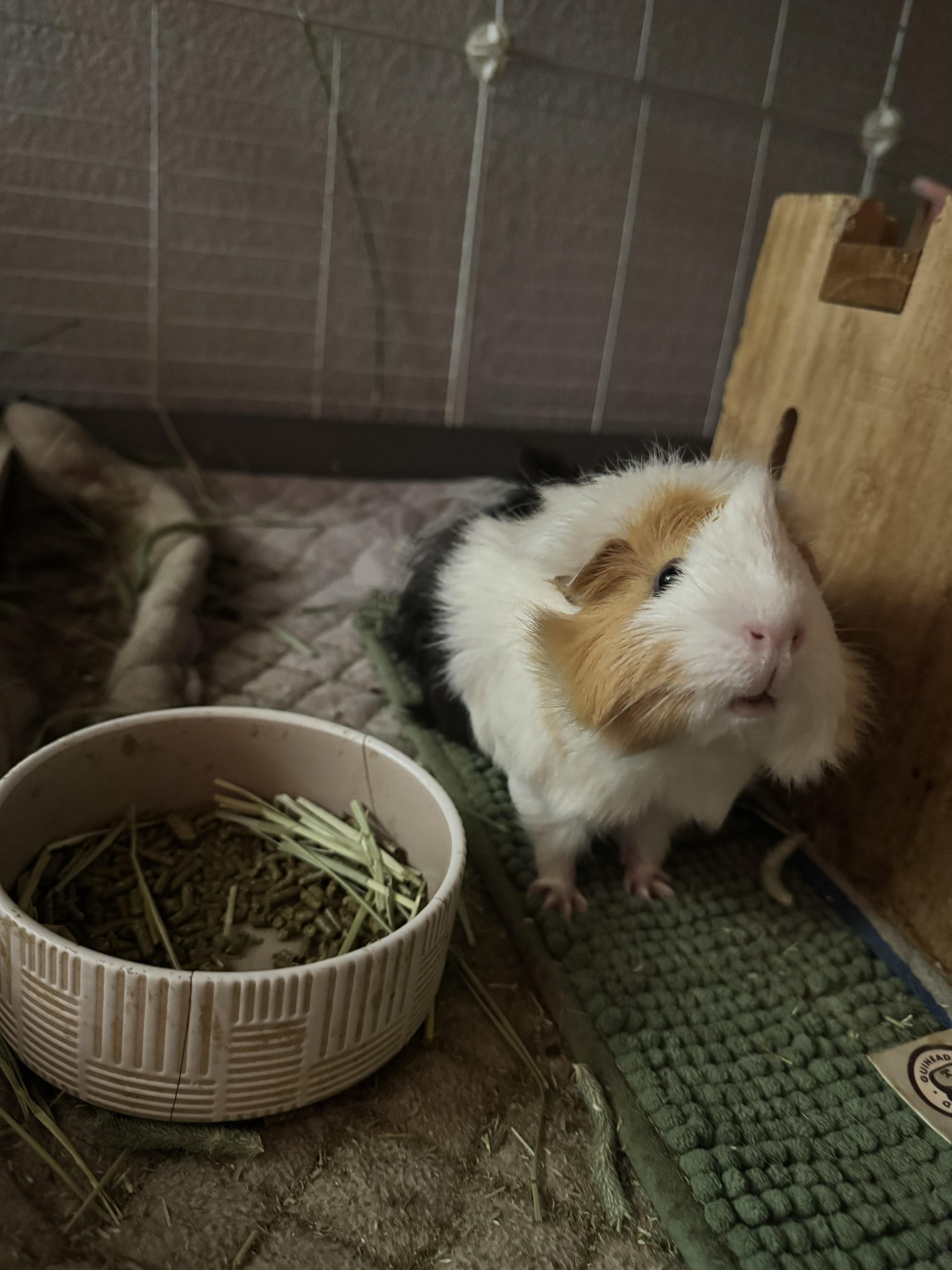 Nibble, Nutmeg & Salem, a ADOPTABLE Guinea Pig in Austin, TX image 3/6