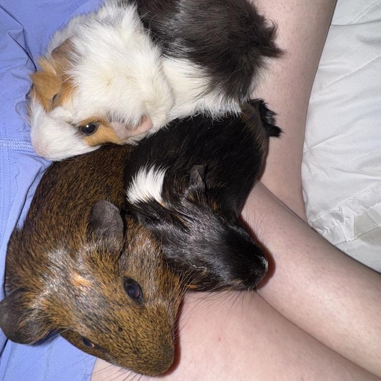 Nibble, Nutmeg & Salem, ADOPTABLE, Adult Female Guinea Pig.