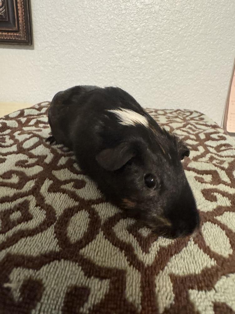 Enlarge Nibble, Nutmeg & Salem, a ADOPTABLE Guinea Pig in Austin, TX image 3/4