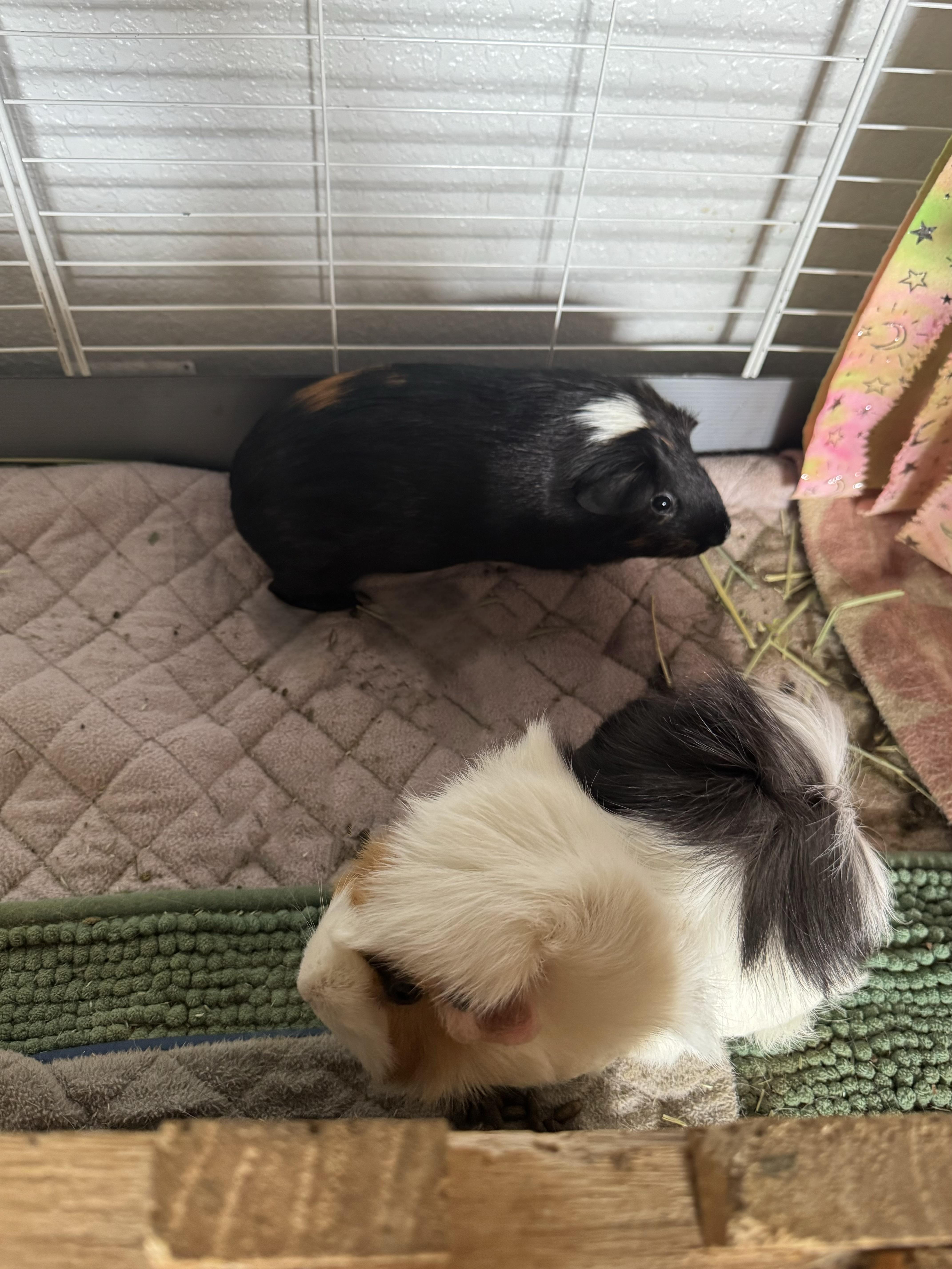 Nibble, Nutmeg & Salem, a ADOPTABLE Guinea Pig in Austin, TX image 2/6