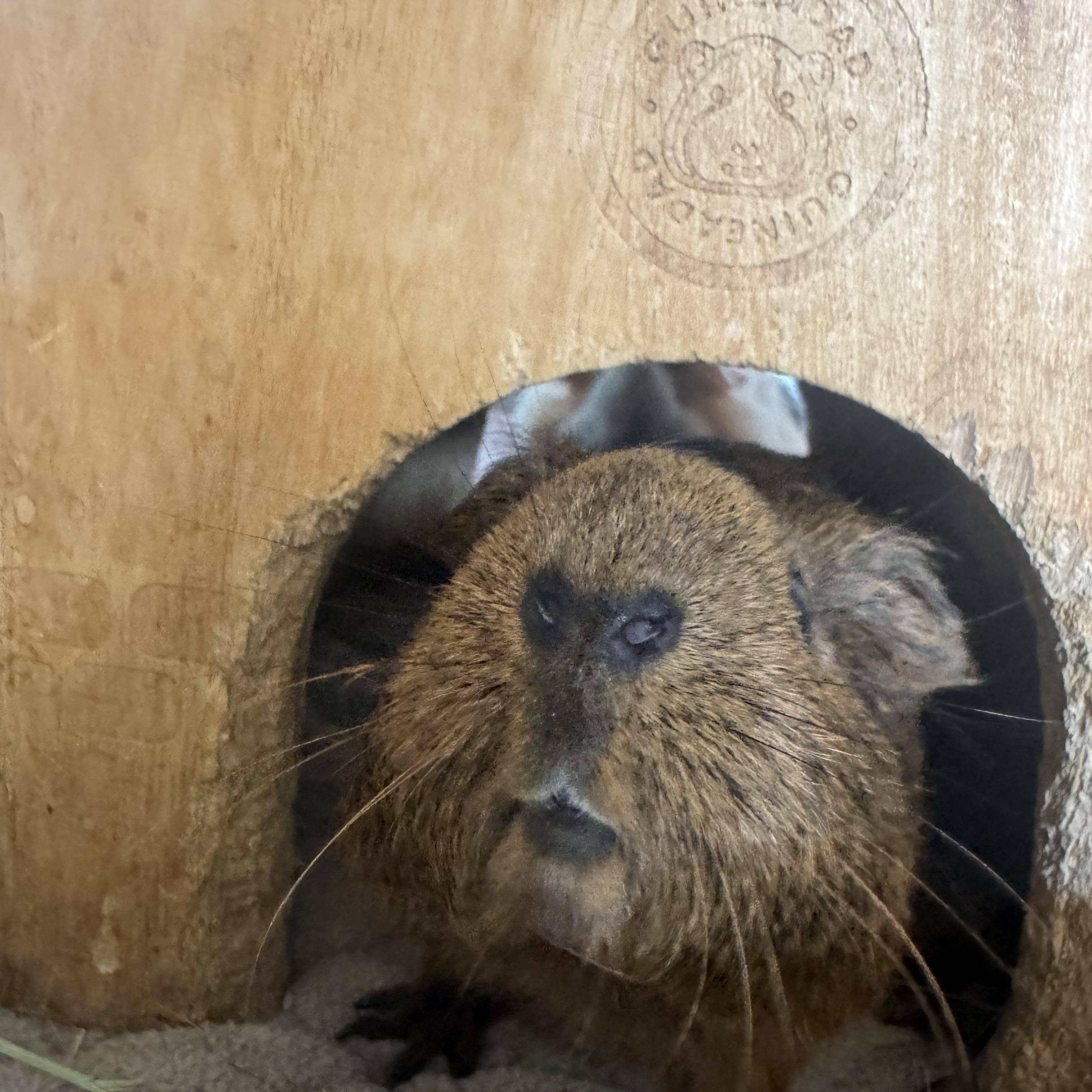 Nibble, Nutmeg & Salem, a ADOPTABLE Guinea Pig in Austin, TX image 5/6