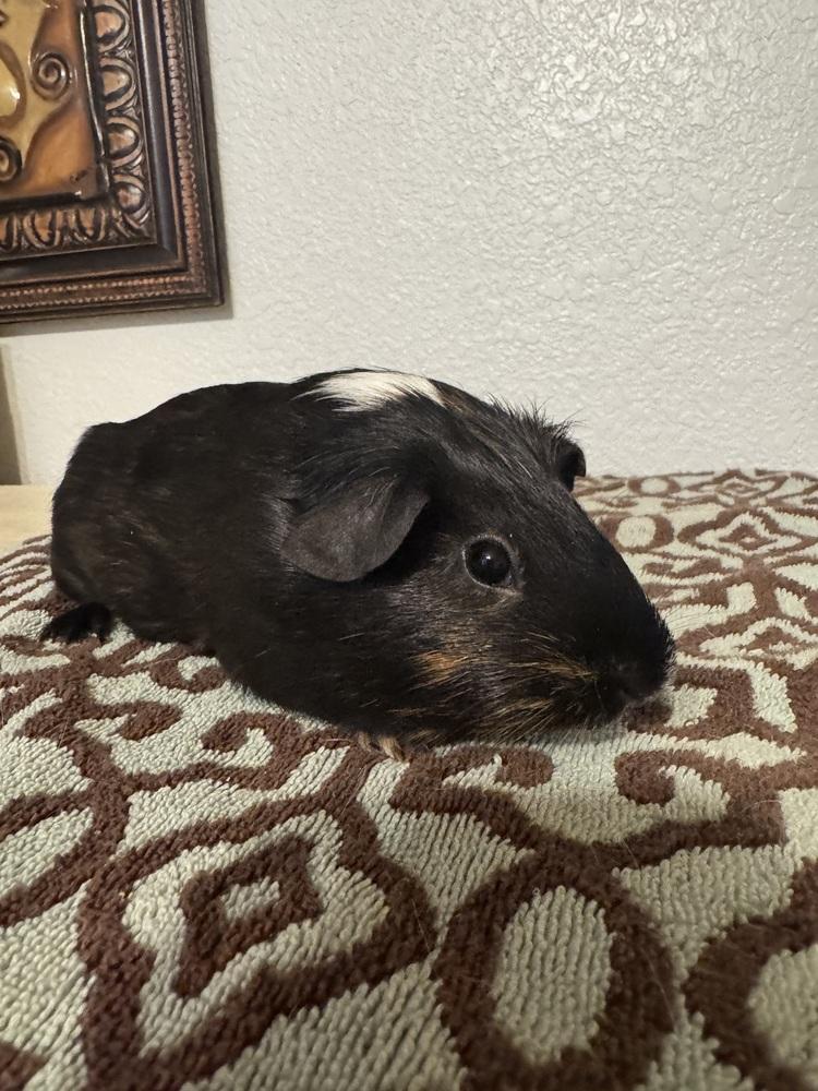 Enlarge Nibble, Nutmeg & Salem, a ADOPTABLE Guinea Pig in Austin, TX image 2/4