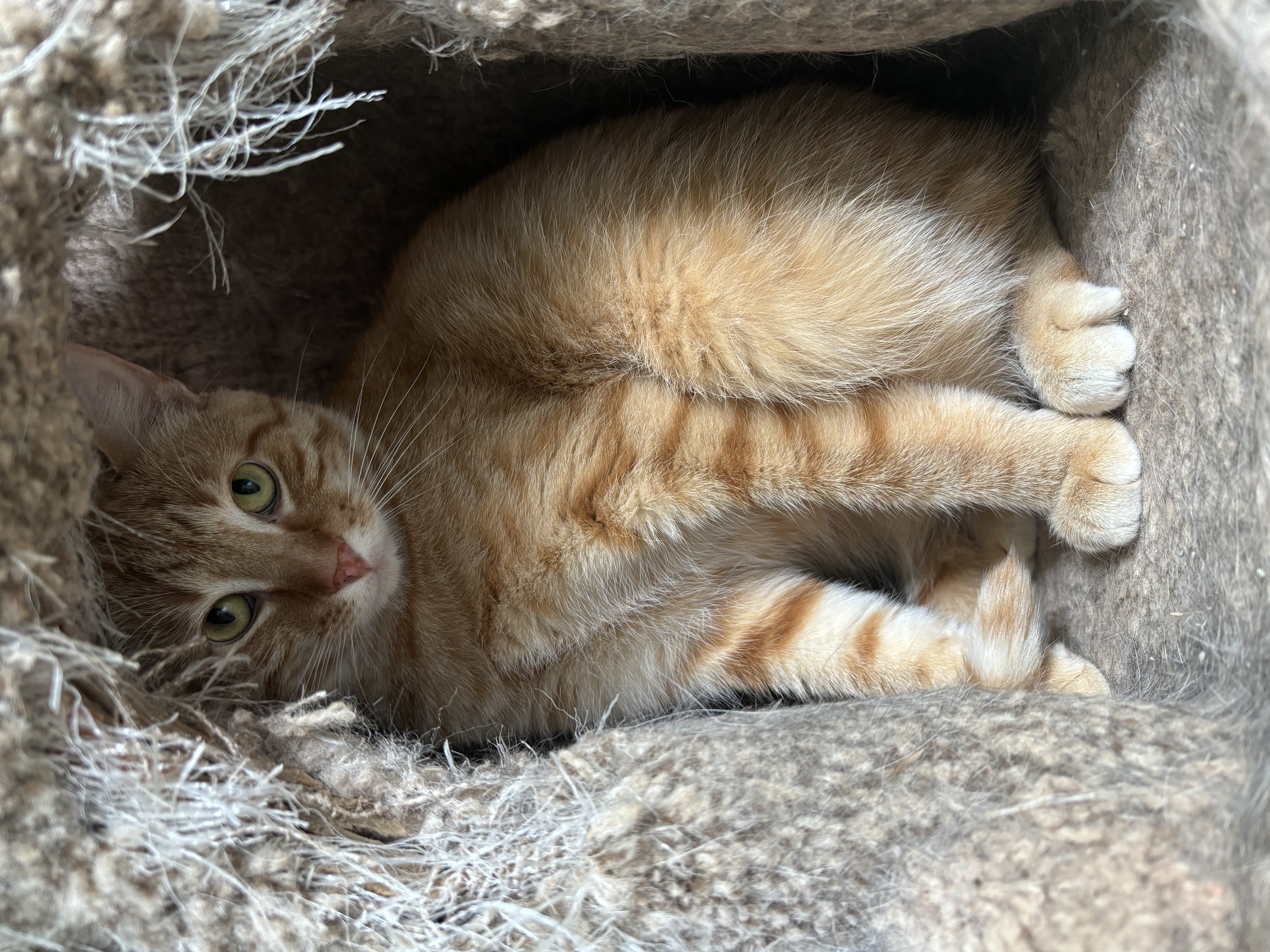 Enlarge Henry, a Adoptable Domestic Short Hair in Richland Center, WI image 2/3