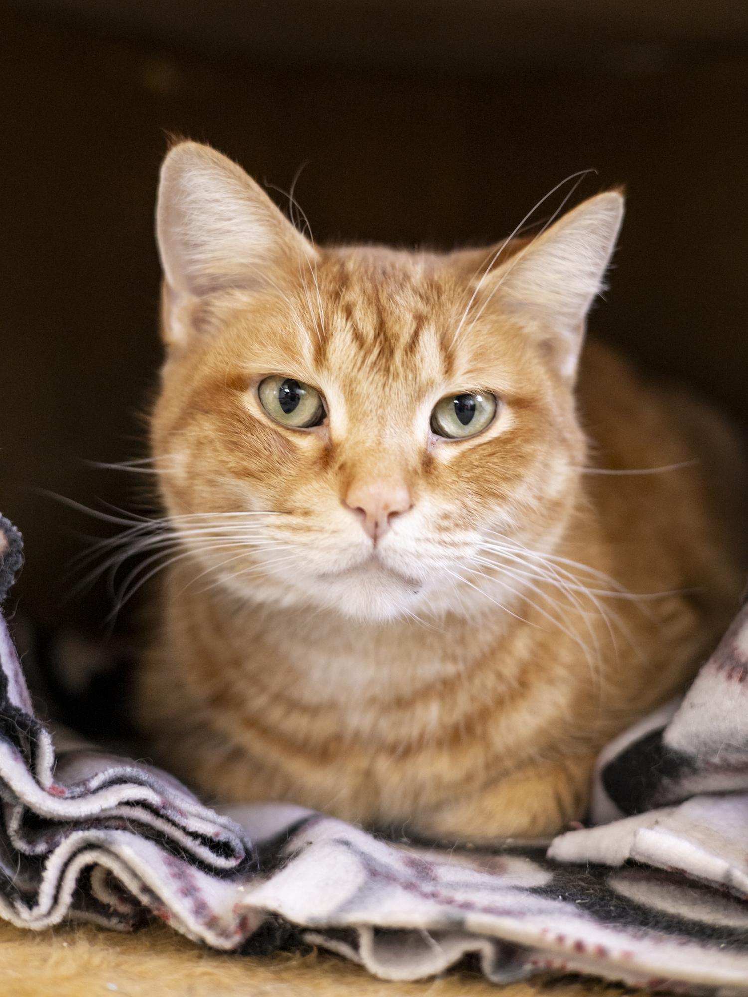 Henry, Adoptable, Adult Male Domestic Short Hair.
