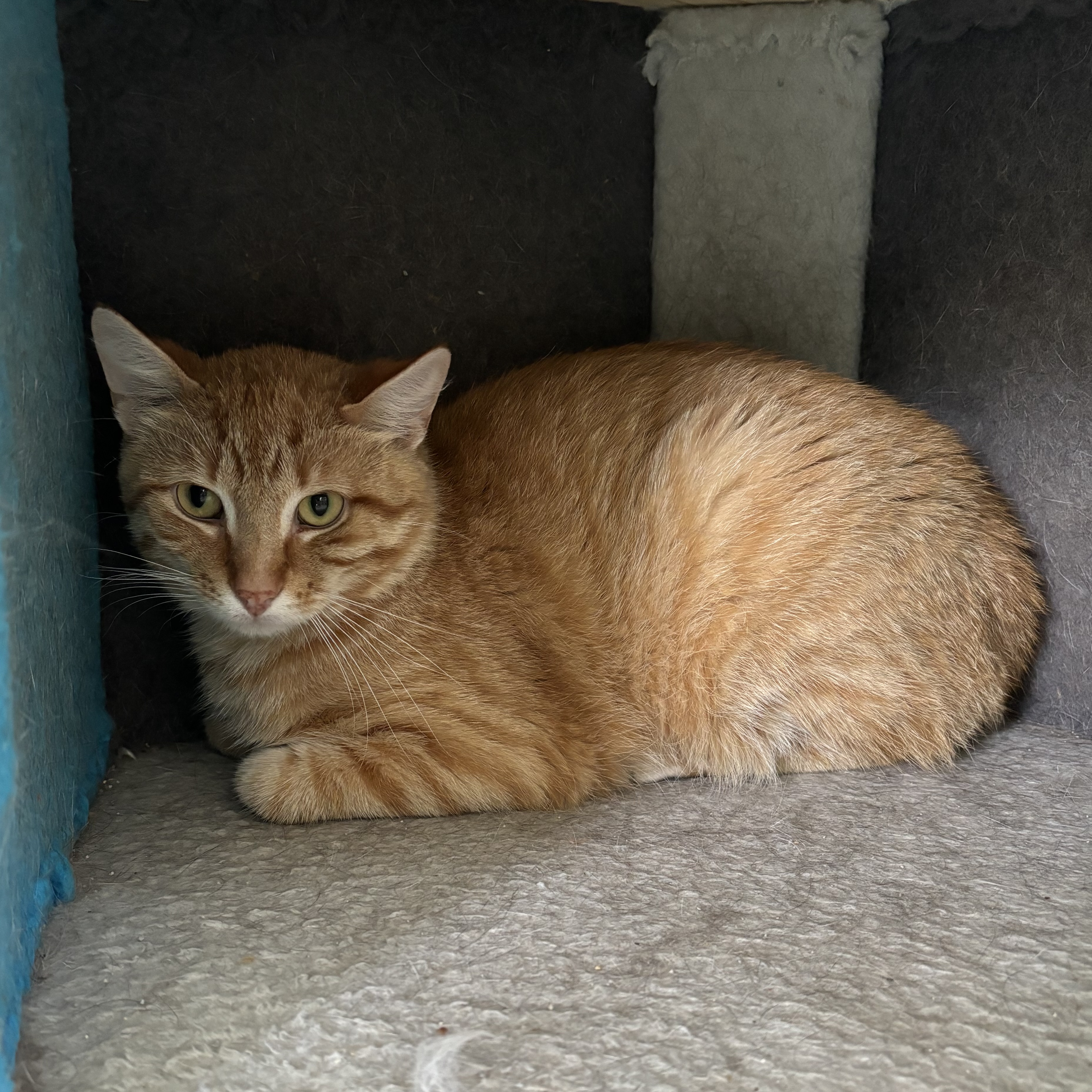 Enlarge Henry, a Adoptable Domestic Short Hair in Richland Center, WI image 3/3
