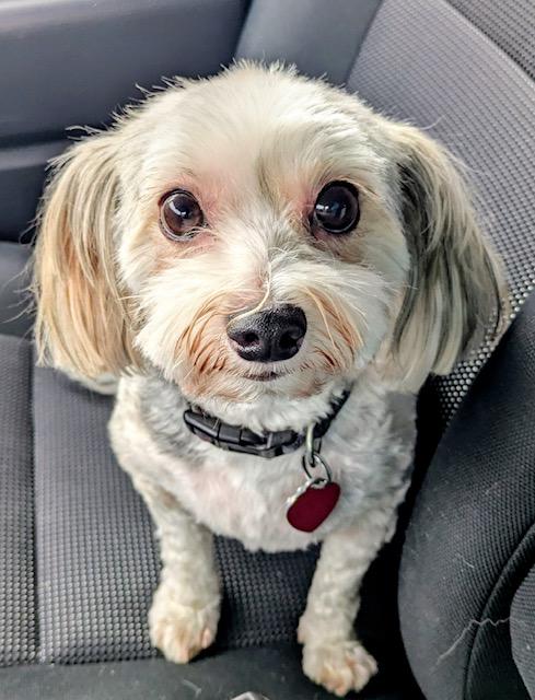 Enlarge Jack , an adopted Morkie in Maitland, FL image 1/3