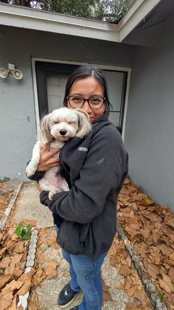 Enlarge Jack , an adopted Morkie in Maitland, FL image 3/3