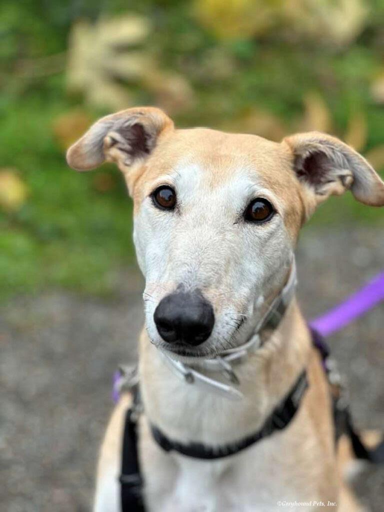 Enlarge Pandora, playful, social & fun-loving sighthound!, a Adoptable mixed breed in Bonney Lake, WA image 1/6
