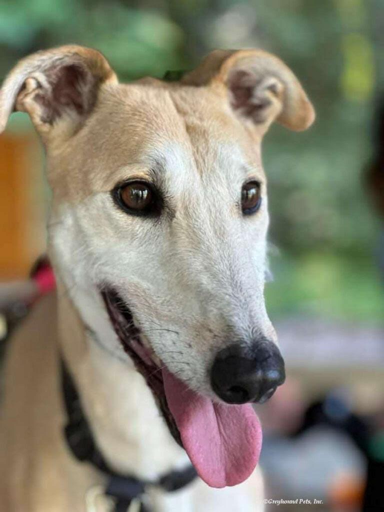 Enlarge Pandora, playful, social & fun-loving sighthound!, a Adoptable mixed breed in Bonney Lake, WA image 2/6