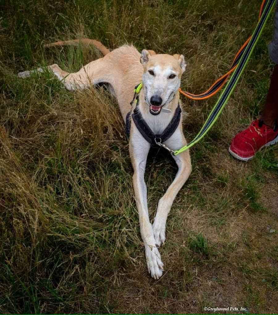 Enlarge Pandora, playful, social & fun-loving sighthound!, a Adoptable mixed breed in Bonney Lake, WA image 3/6