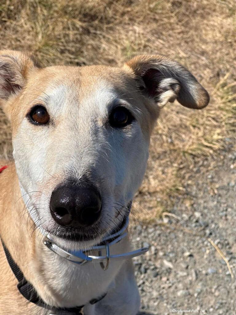 Enlarge Pandora, playful, social & fun-loving sighthound!, a Adoptable mixed breed in Bonney Lake, WA image 4/6