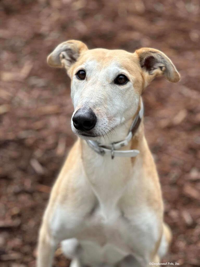 Enlarge Pandora, playful, social & fun-loving sighthound!, a Adoptable mixed breed in Bonney Lake, WA image 5/6