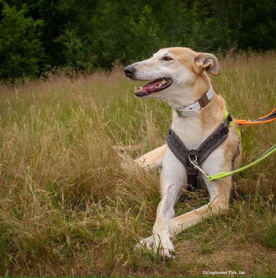 Enlarge Pandora, playful, social & fun-loving sighthound!, a Adoptable mixed breed in Bonney Lake, WA image 6/6
