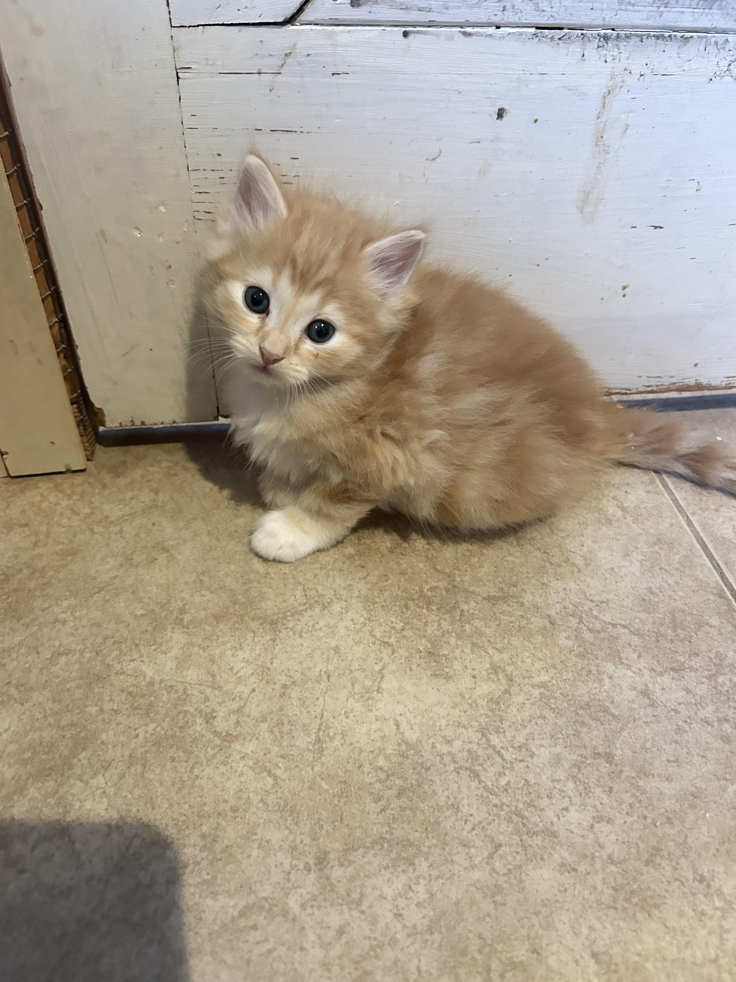 Sunny, Adopted, Kitten Male Maine Coon.
