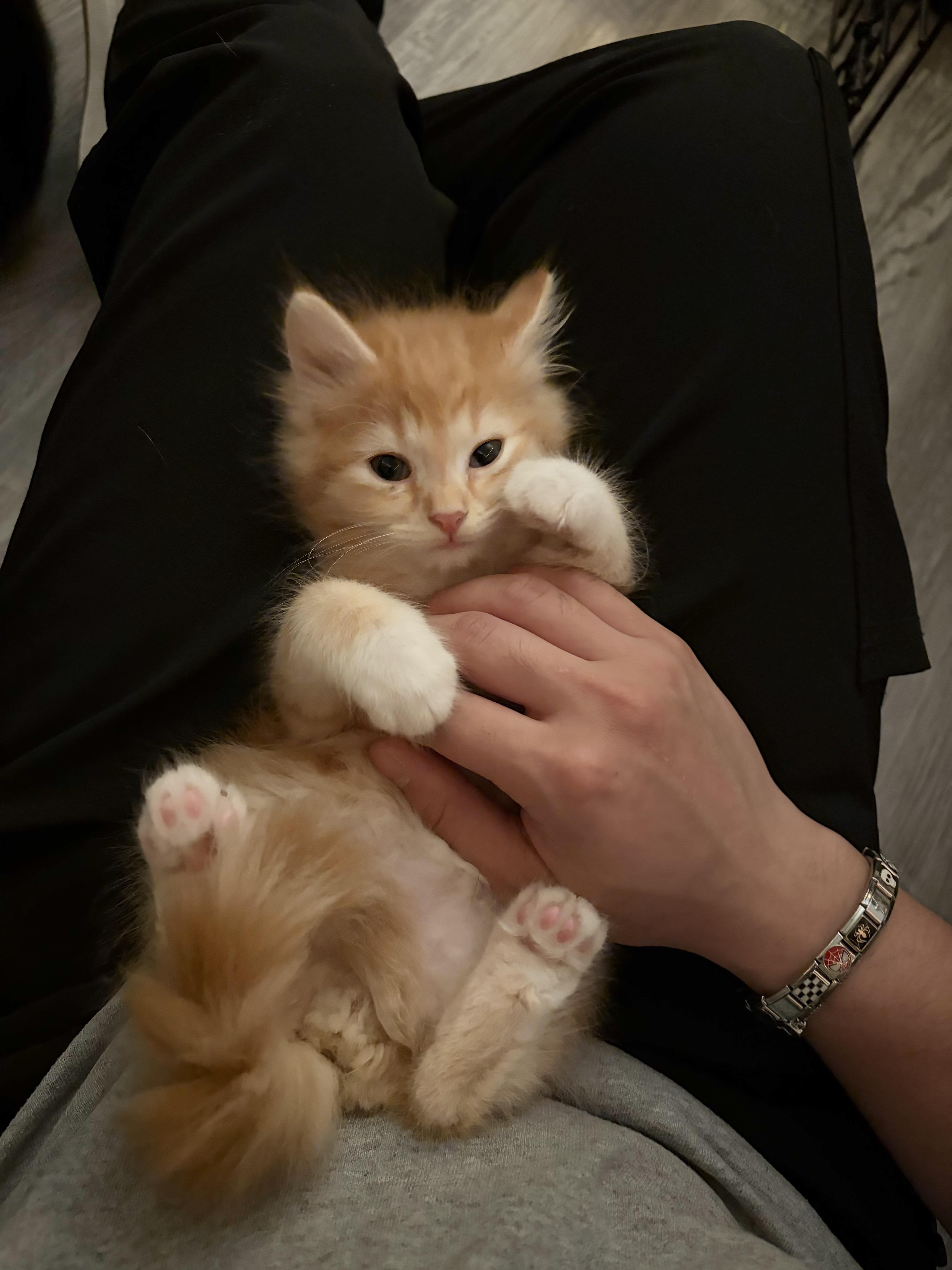 Enlarge Sunny, a Adopted Maine Coon in Bradenton, FL image 2/5