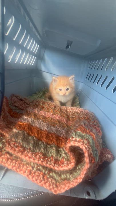 Enlarge Sunny, a Adopted Maine Coon in Bradenton, FL video 5/5