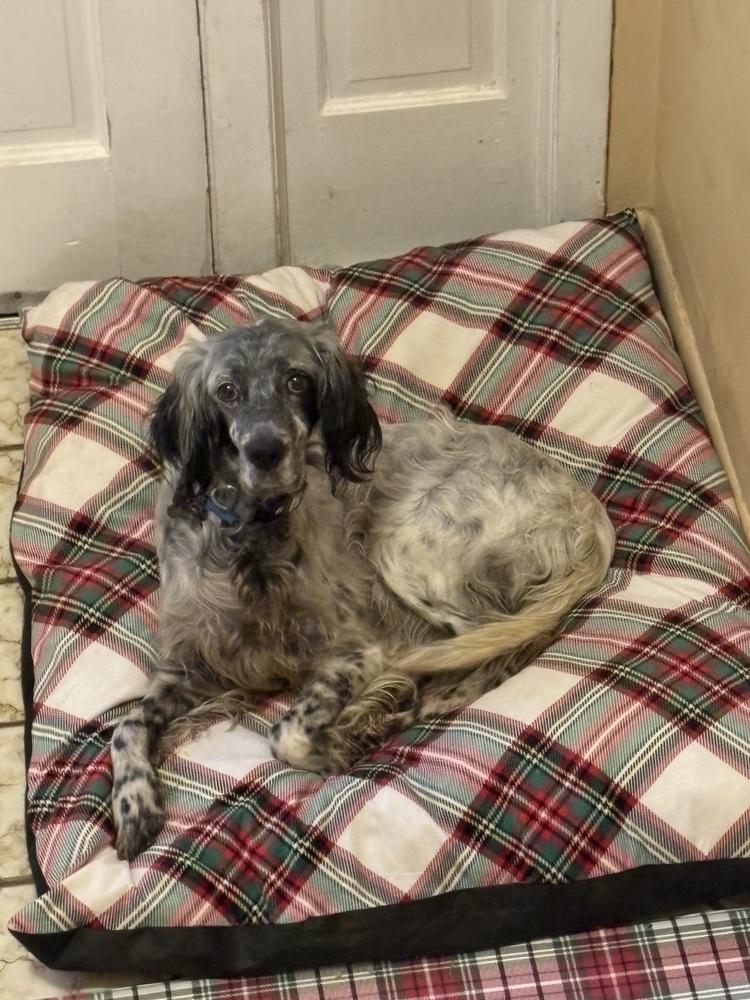 Available - Diana (located in USA), a Adoptable English Setter in Chelsea, MI image 1/2