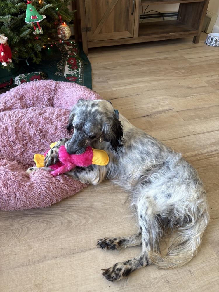 Available - Diana (located in USA), a Adoptable English Setter in Chelsea, MI image 2/2