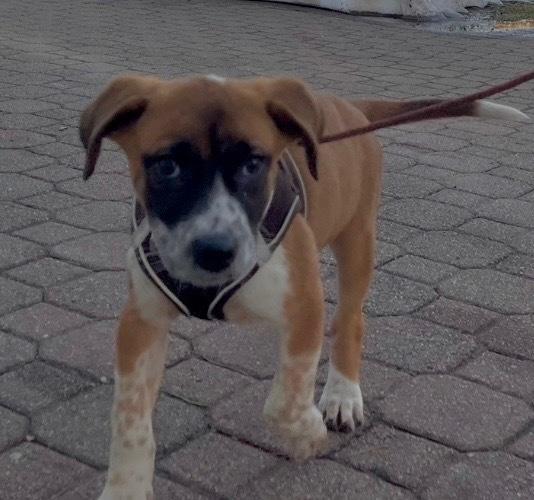 Valentine — thumbnail 2