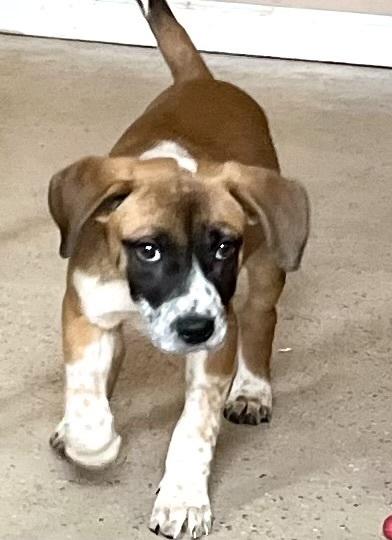 Valentine — thumbnail 3