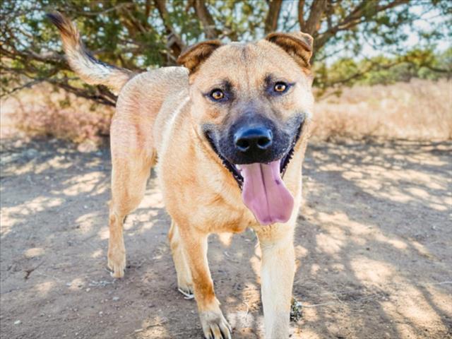 NILES, Adoptable, Young Male Mixed Breed.