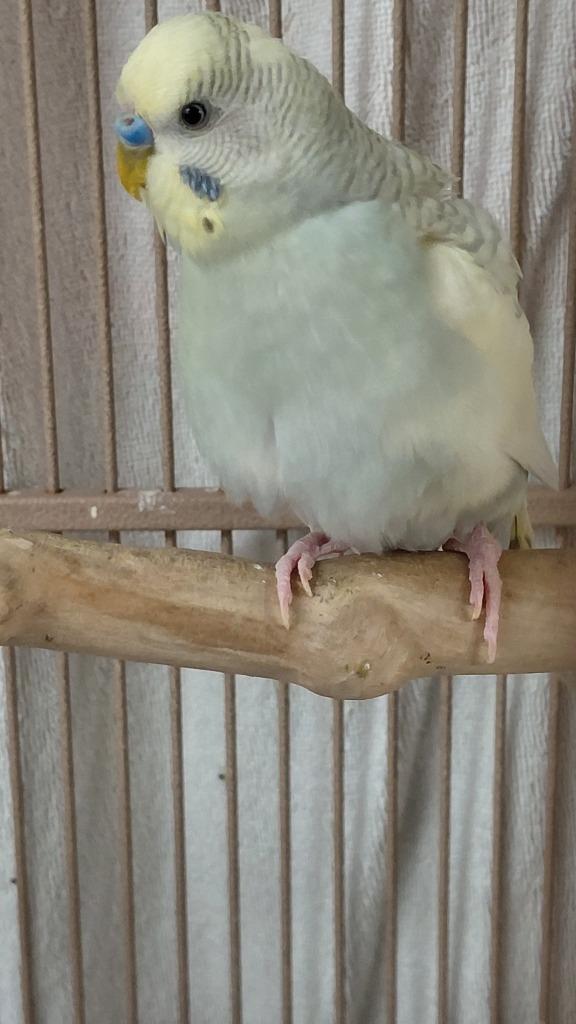 Pastel, Adoptable, Young Male Parakeet (Other).