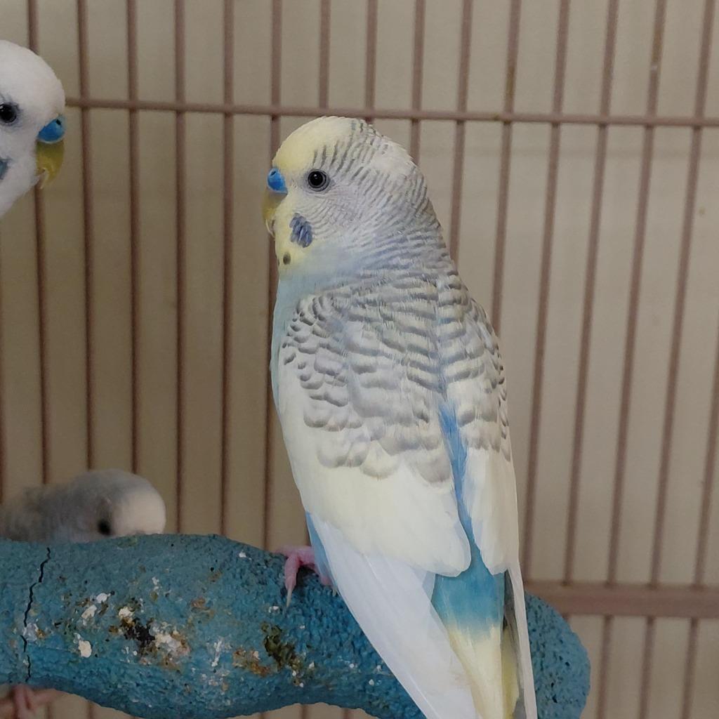 15, Adoptable, Young Male Parakeet (Other).