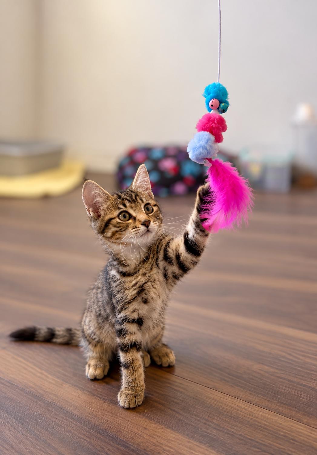 Enlarge Popcorn, a Adopted Domestic Short Hair in Wakefield, QC image 1/4