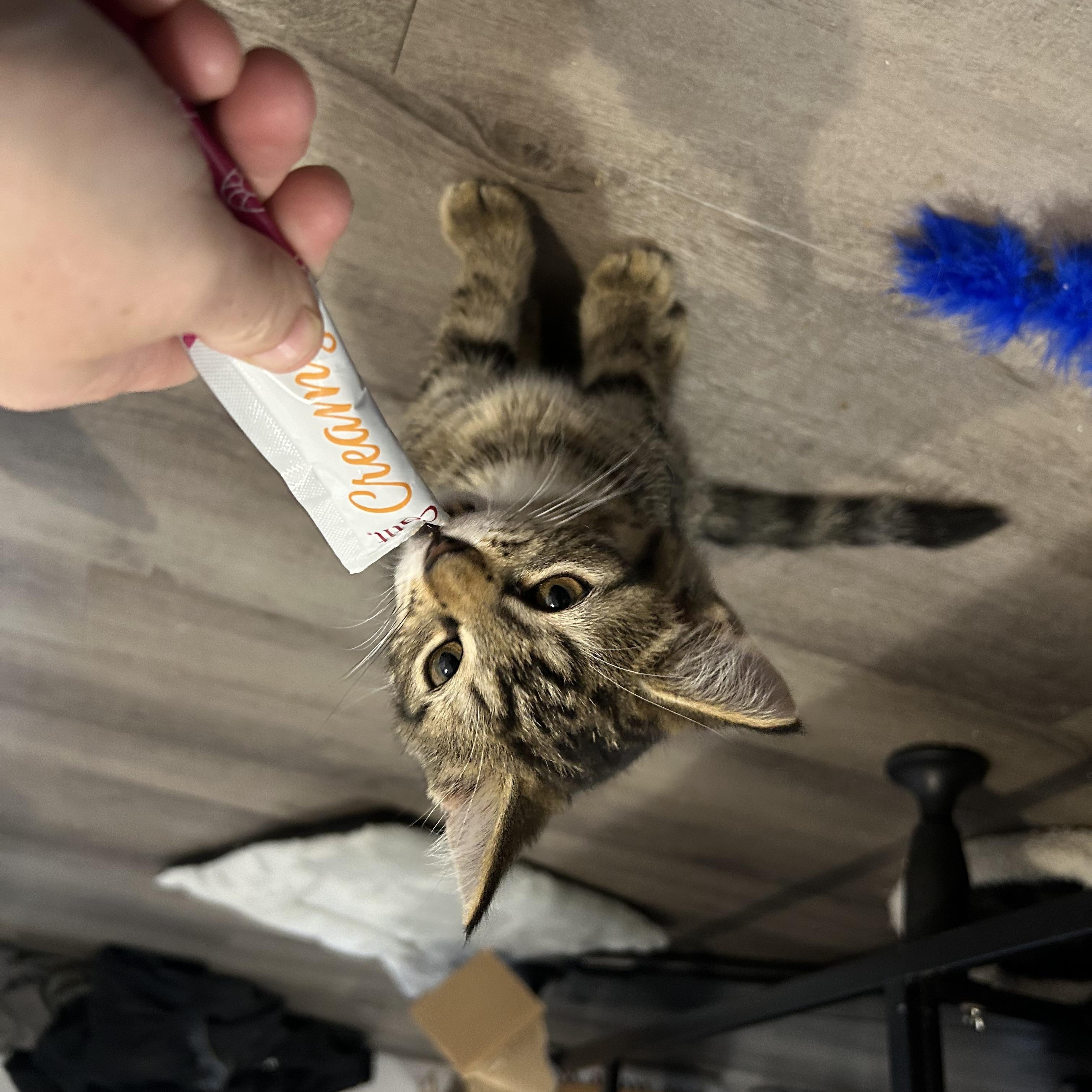 Enlarge Popcorn, a Adopted Domestic Short Hair in Wakefield, QC image 3/4