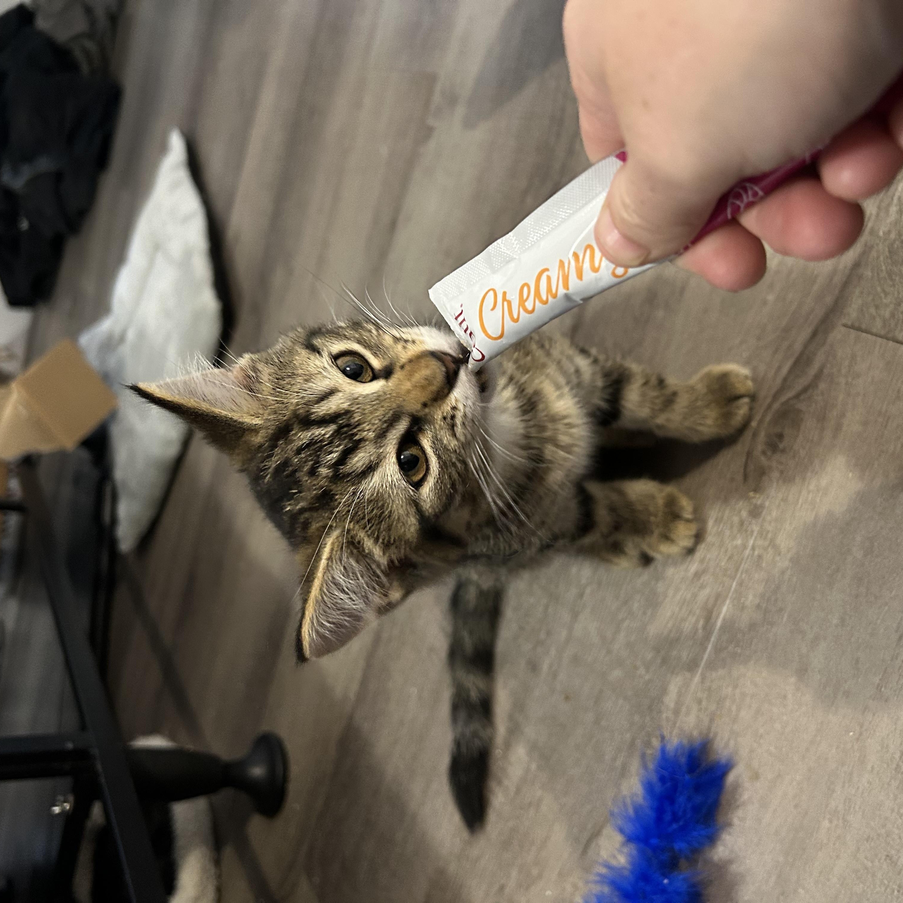 Enlarge Popcorn, a Adoptable Domestic Short Hair in Wakefield, QC image 3/4